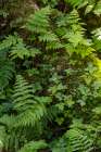 USA, Alaska. Bracken fern and mosses cling to tree trunk, Tongass National Forest Art Print
